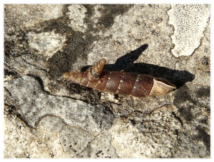 Siciliaria gibbula con anomalia......